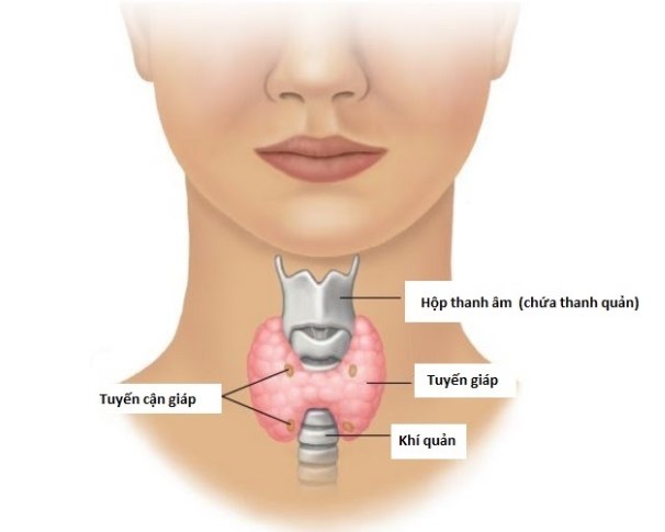 Tổng quan về vôi hóa tuyến giáp