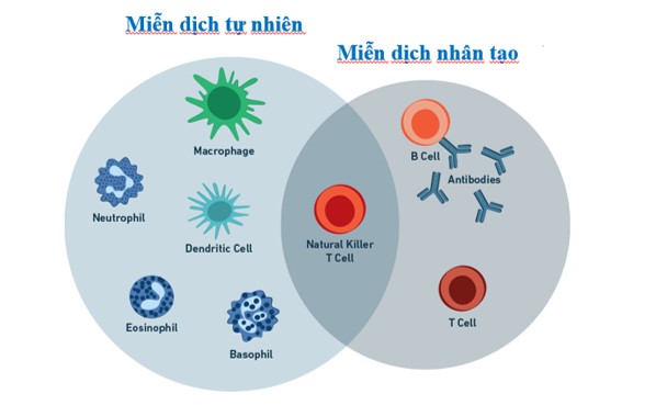 Miễn dịch tự nhiên và miễn dịch nhân tạo là gì? - Sonapharm VN